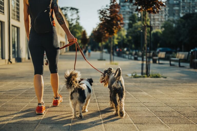 Tout savoir sur les chaleurs de votre chienne