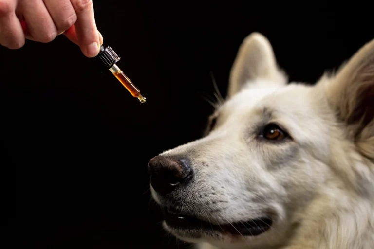 CBD : quelle utilisation chez le chien ?