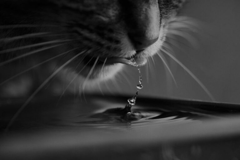 J&rsquo;ai mon chat qui boit beaucoup. Est-ce grave ?