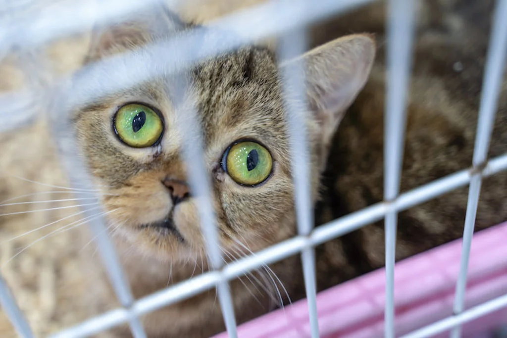 abandons_chats_ete_2021