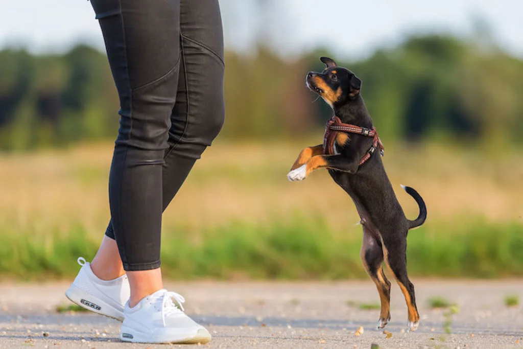 apprendre-a-son_chien_a_ne_pas_sauter