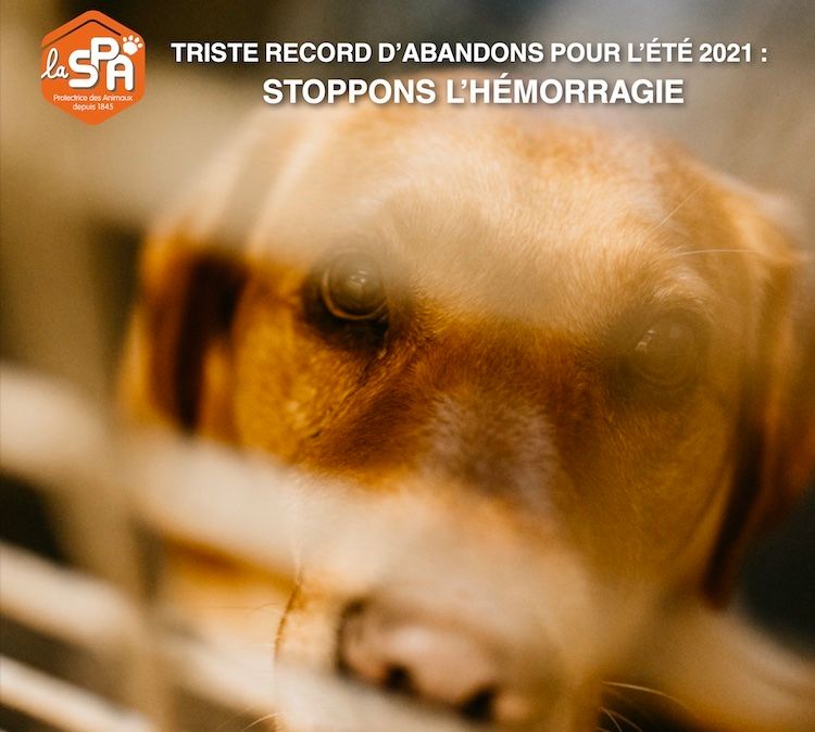 Chiens, chats, NAC : abandons en forte hausse à l’été 2021