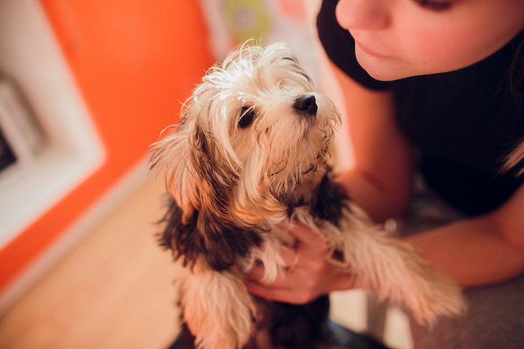 Comment calmer un chiot qui pleure ?