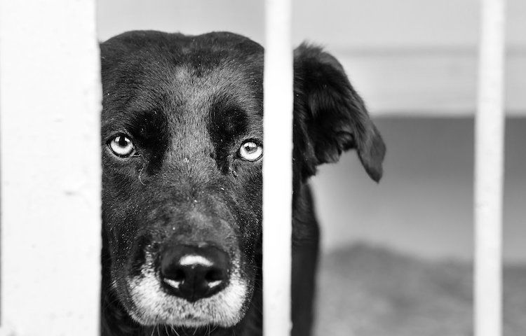 Présidentielle 2022 : les Français et la cause animale