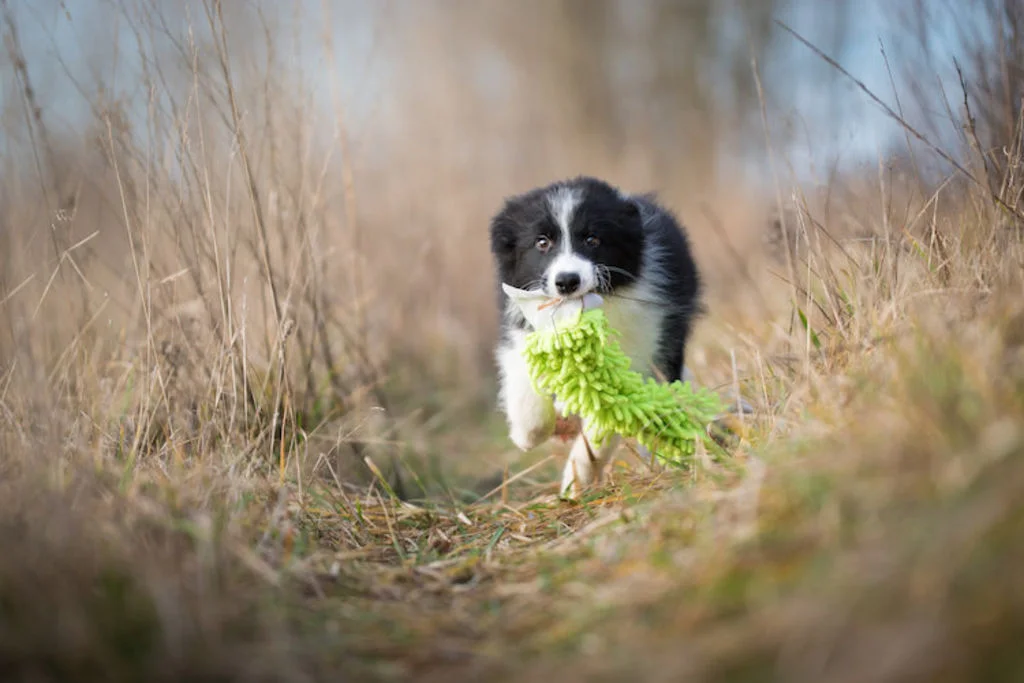 chien_dynamique