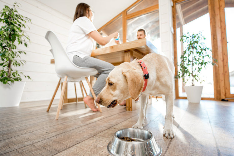 Mon chien aime-t-il plus sa nourriture que moi ?