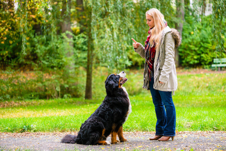Comment faire si vous avez un chien qui saute sur les gens ?