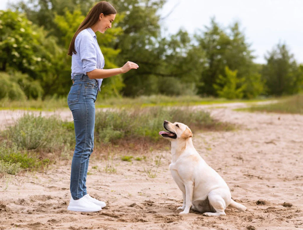 chien_recompense_friandise
