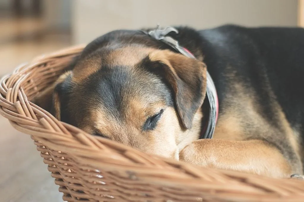 chienne fatiguée