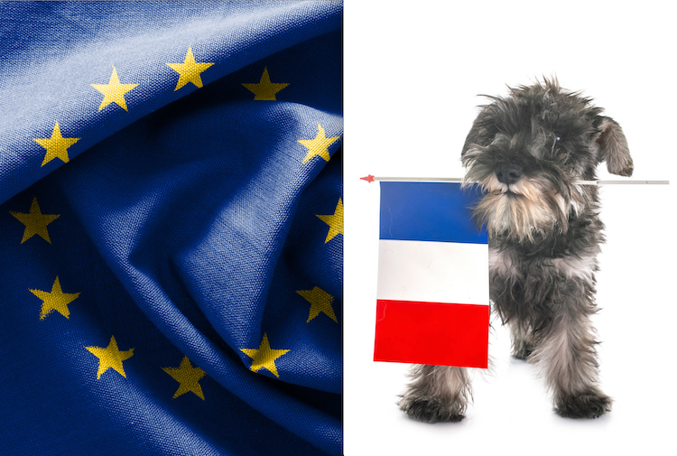 Top 3 des pays d’Europe aimant le plus les chiens et chats