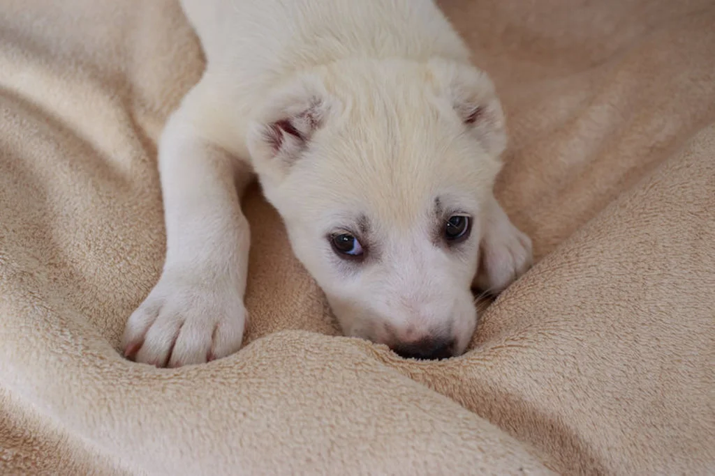 chiot_qui_pleure
