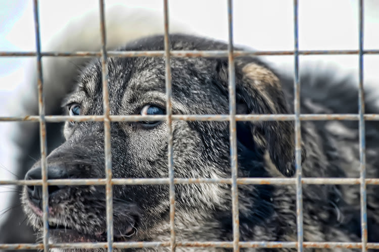 Loi maltraitance animale: le Sénat revient sur des mesures