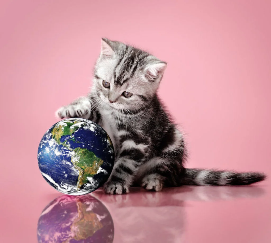 nombre_de_chats_en_Europe