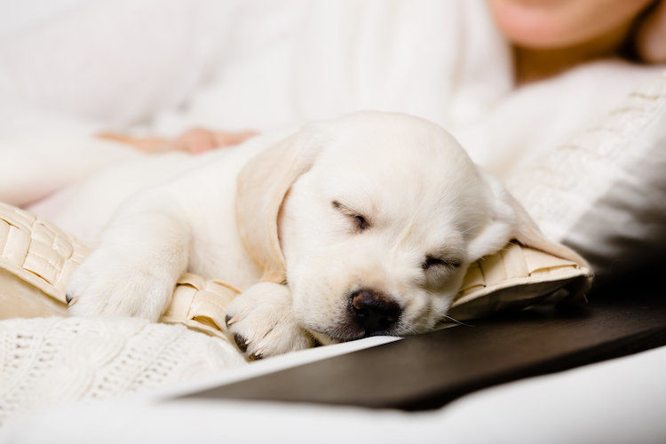 Noms de chien en T pour 2022 : trouvez le meilleur