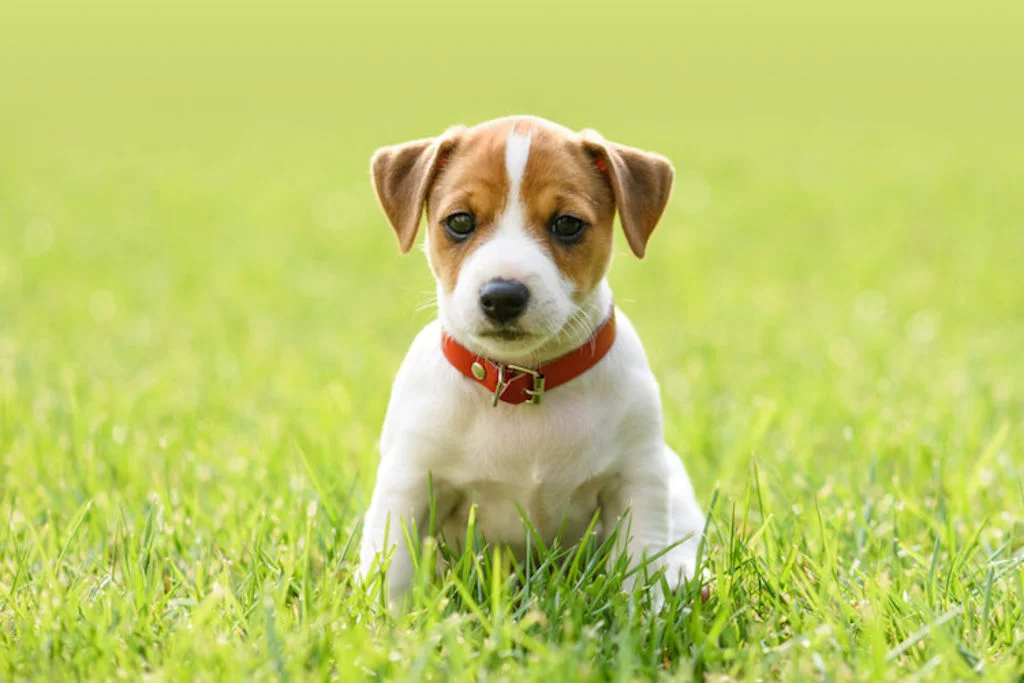 noms_de_chiens_males_en_2022