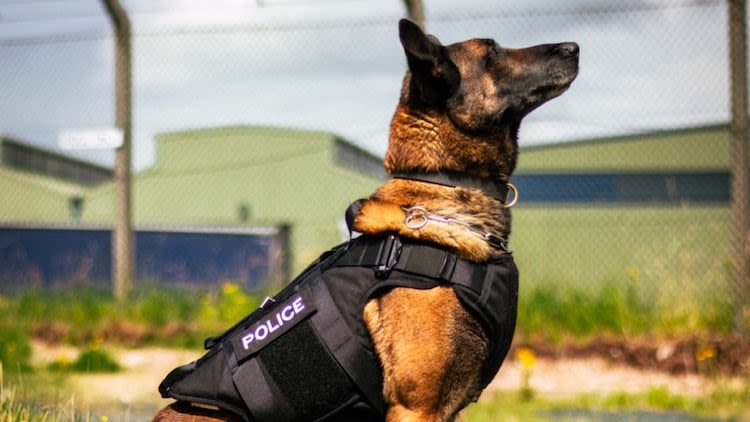 Quel statut pour les chiens de police et gendarmerie ?