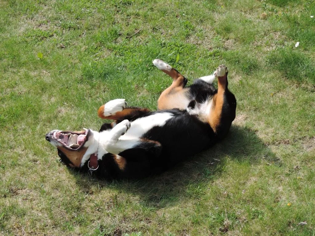 Chien qui se roule