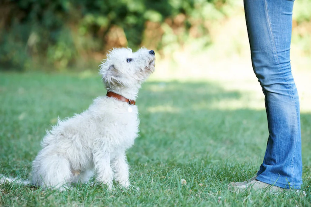 apprendre_a_son_chien_a_faire_le_assis