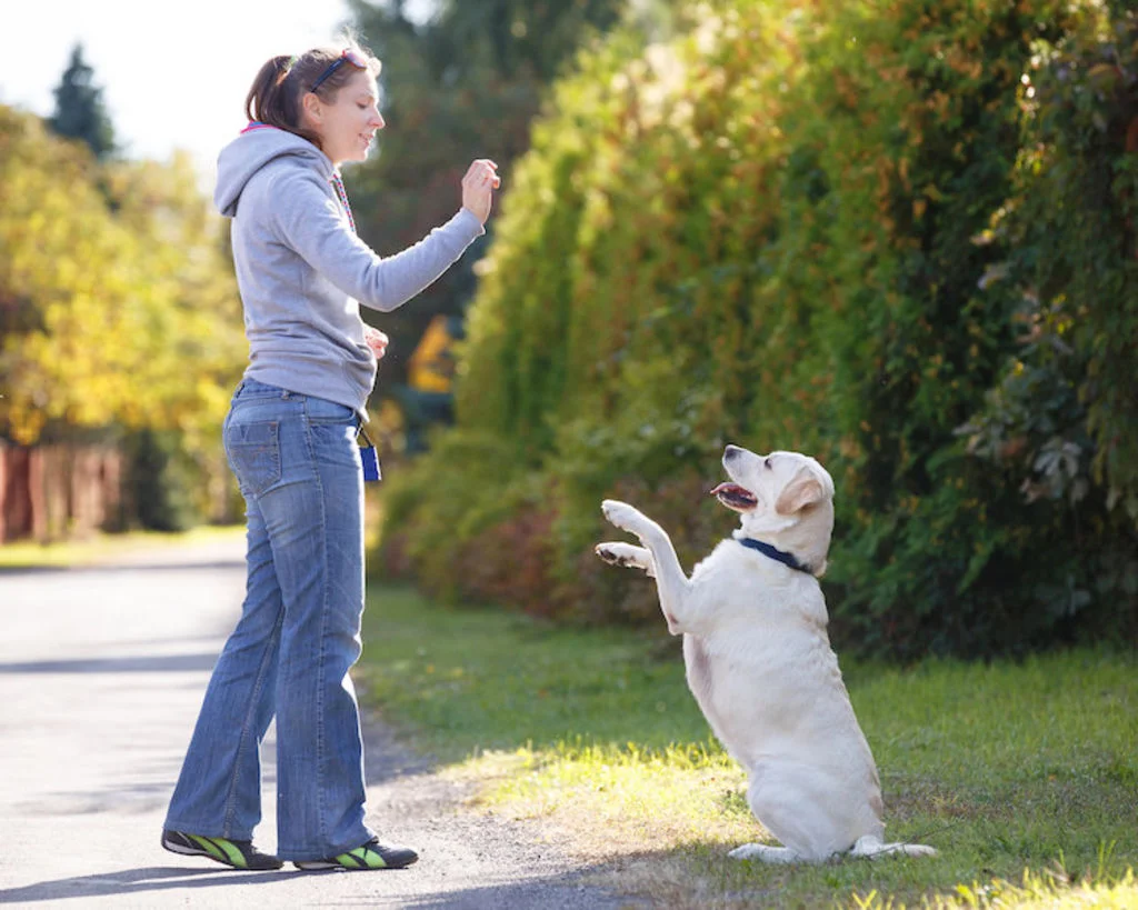 apprendre_a_son_chien_a_faire_le_beau