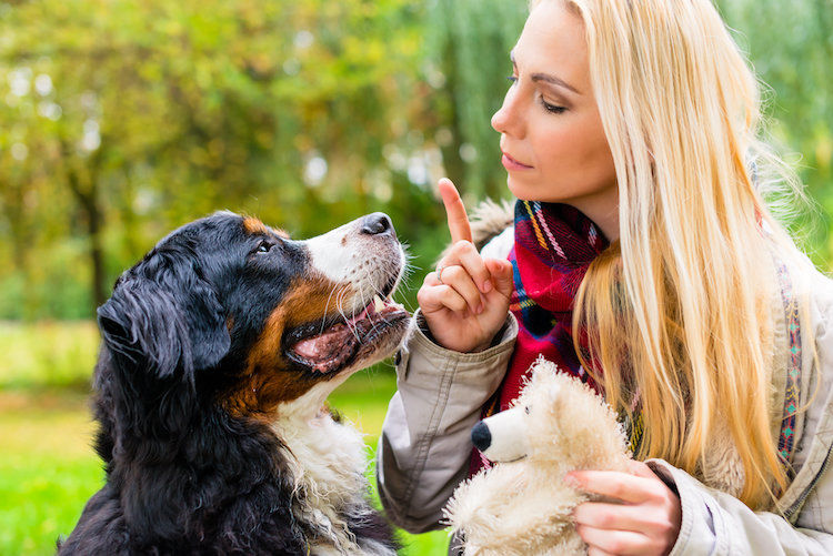 Comment apprendre facilement l’ordre Stop à son chien ?