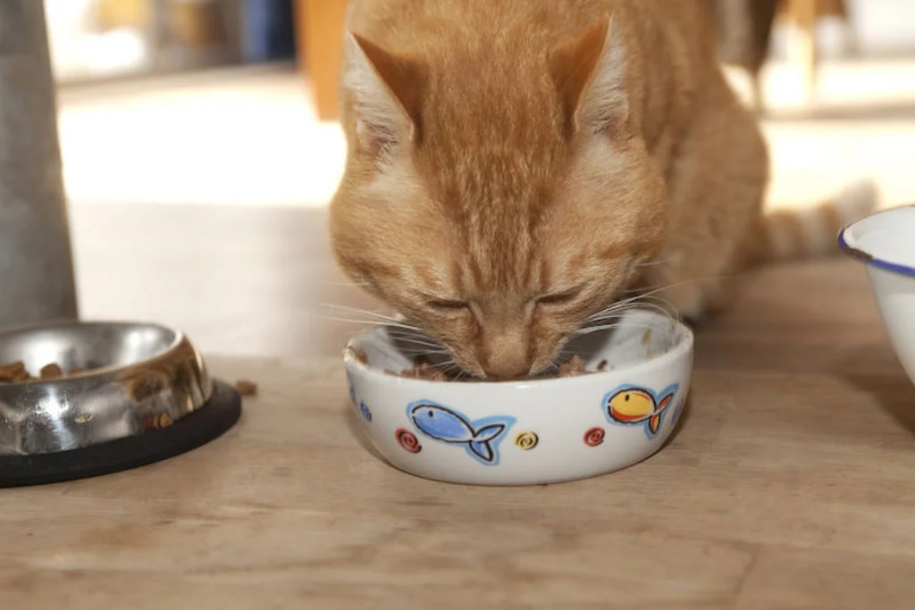 chat_qui_mange_trop_vite