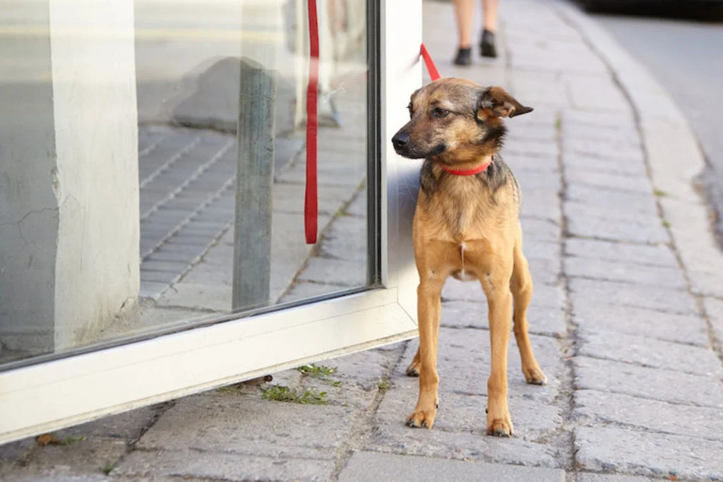 chien_interdit_magasin