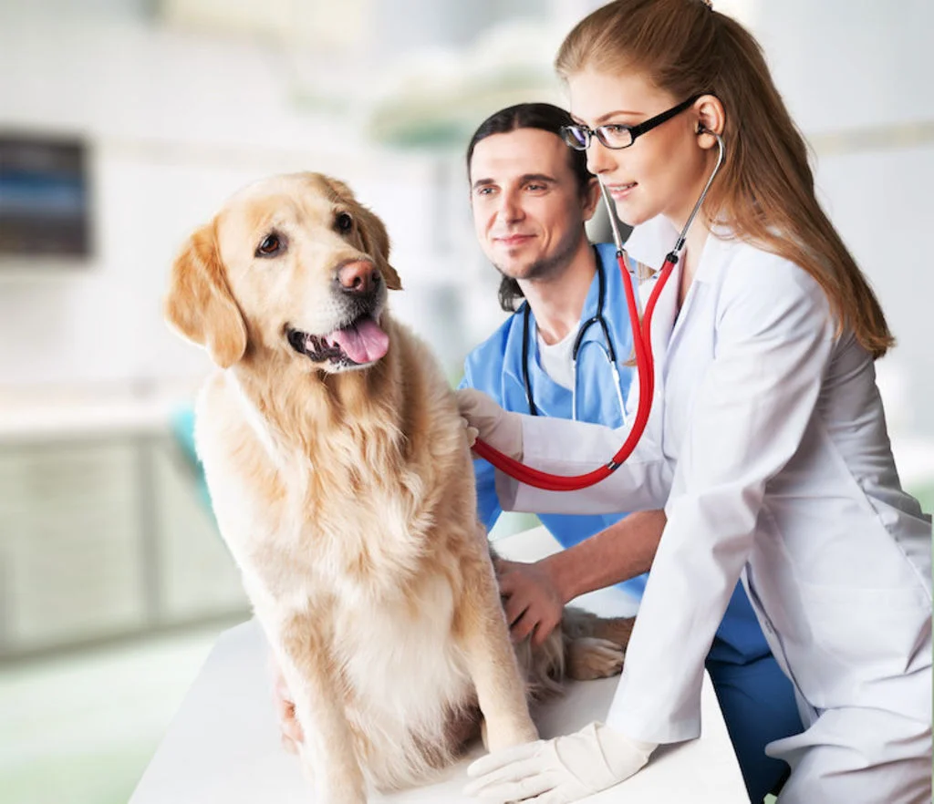 chien_soins_veterinaires