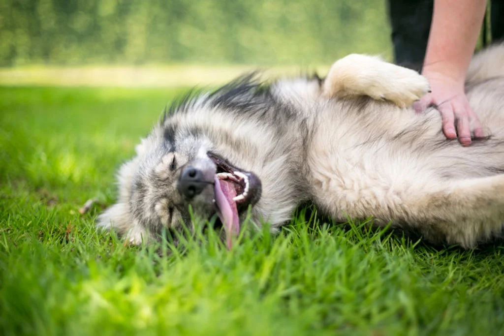 chien_sur_le_dos_caresses_ventre