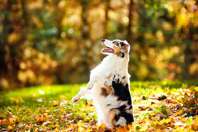 Comment apprendre à son chien à faire le beau ?