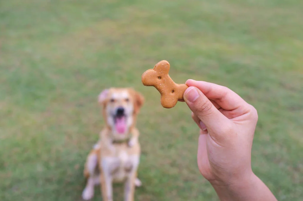 friandise_pour_apprendre_a_son_chien_a_faire_le_beau