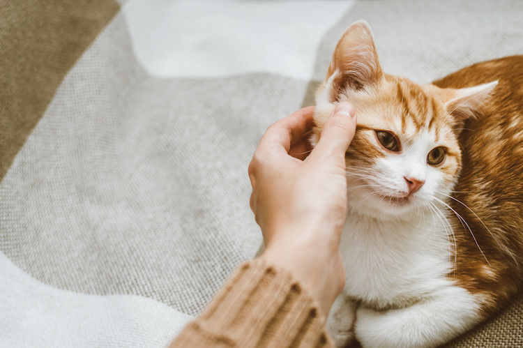 Pourquoi j&rsquo;ai un chat qui se gratte constamment les oreilles ?