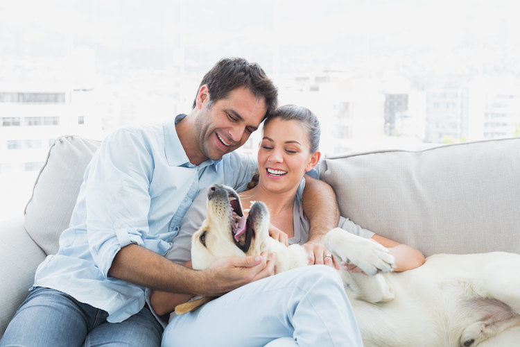 Qu’attendent les Français de l’adoption d’un chien ou chat