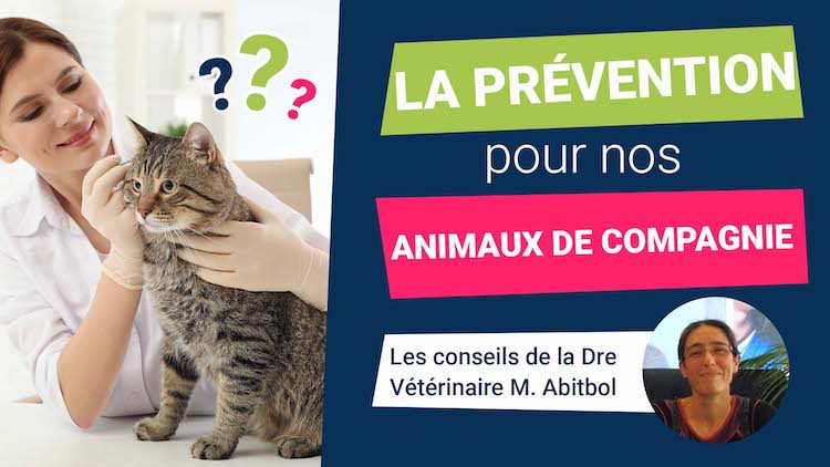 Prévention : quelles mesures pour nos animaux de compagnie