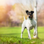 Race de chien : Ratonaro bodeguero andaluz