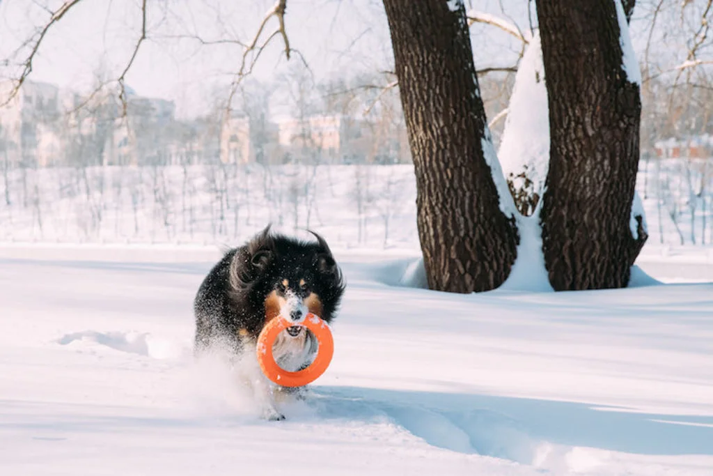 activites_sports_chen_en_hiver_neige