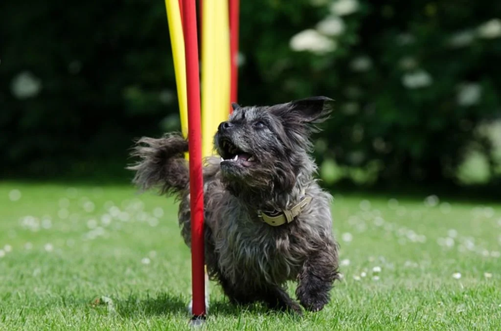 agility slalom