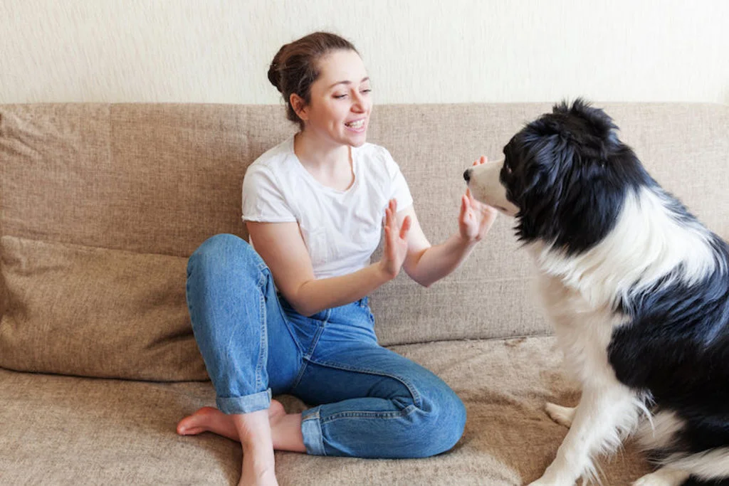 apprendre_un_ordre_a_son_chien