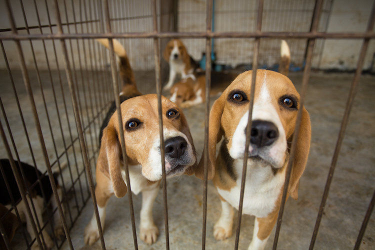 Qu’en est-il de l’expérimentation animale de nos jours ?