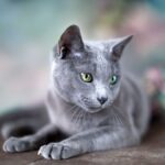 Race de Chat : Bleu Russe