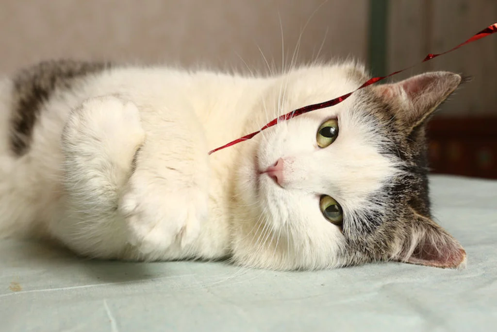 chat_joueur