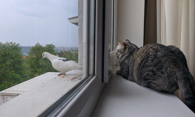 Pourquoi le chat claque des dents à la vue d’un oiseau ?
