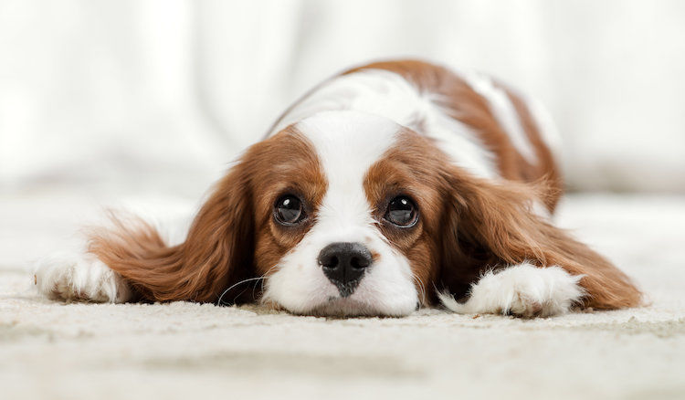 5 signes montrant que mon chien s’ennuie. Que faire ?