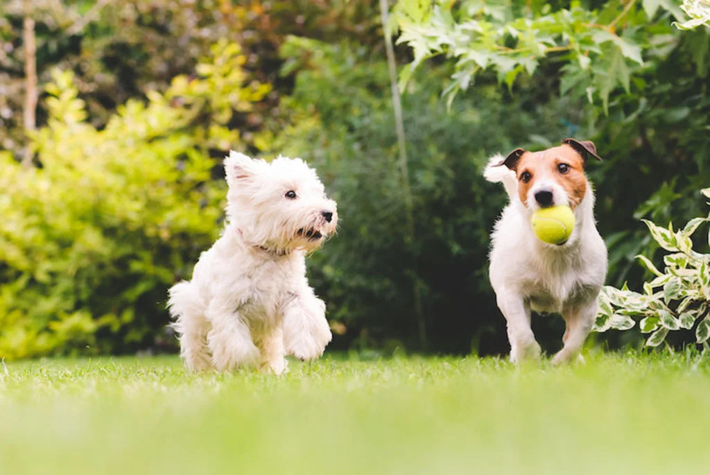 chiens_jeu_contre_ennui