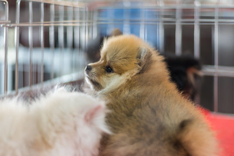 La loi sur la maltraitance animale définitivement adoptée