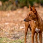Race de chien : Podenco