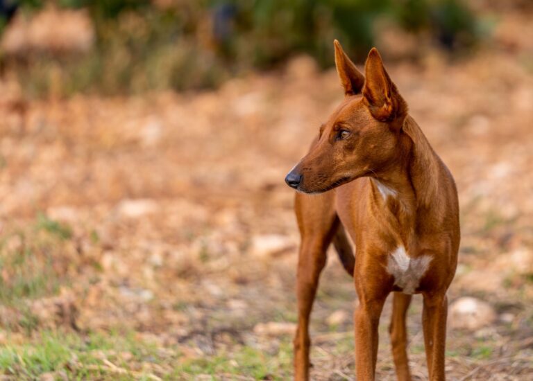 Podenco canario