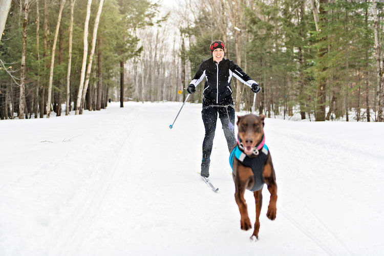 Quelles activités pratiquer avec son chien en hiver ?