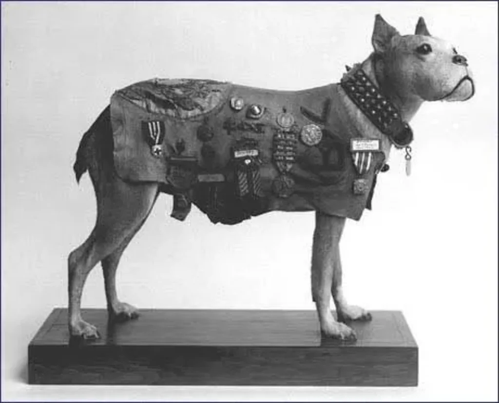 stubby_chien_de_guerre