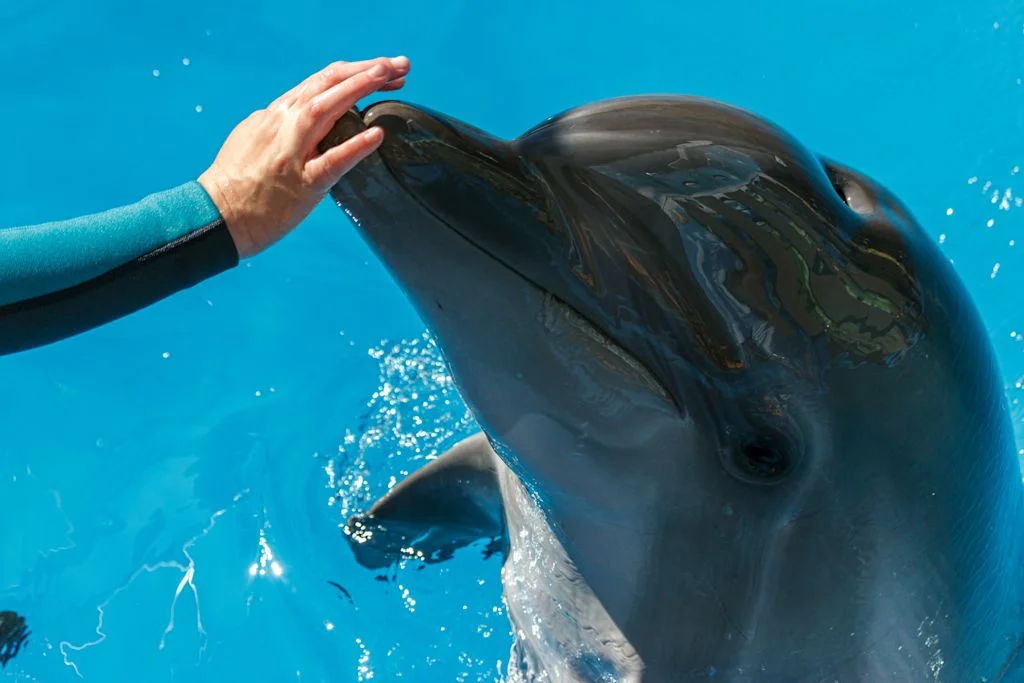 delphinarium_interdits_loi_maltraitance_animale