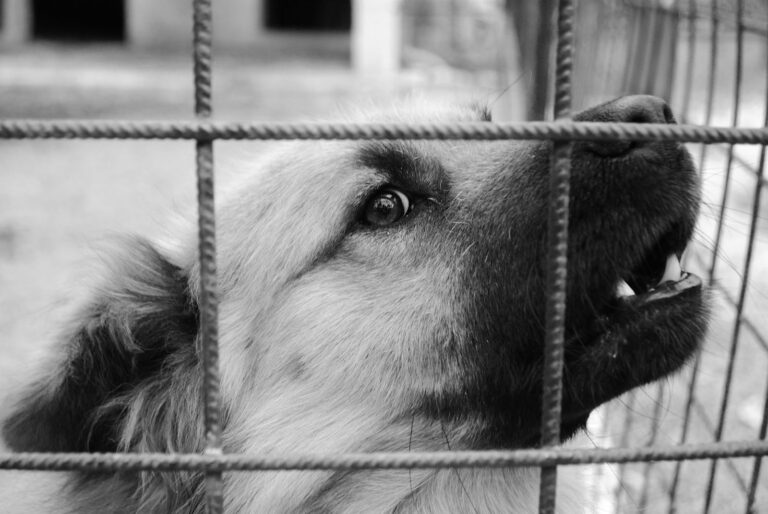 2021 : les lois et la lutte contre la maltraitance animale
